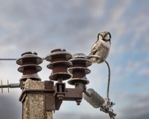 northern-hawk-owl-owl-bird-animal-6961772/
