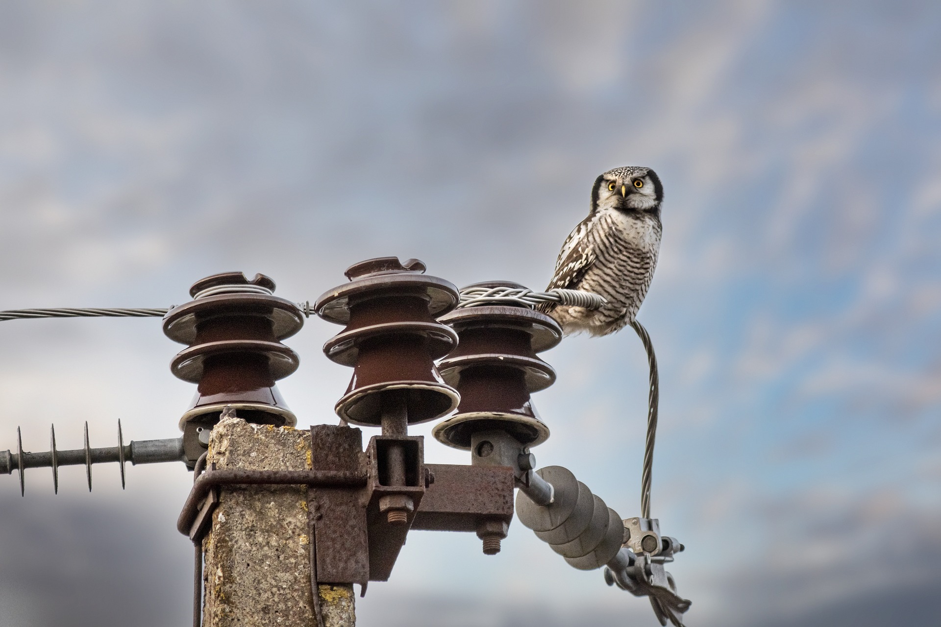 northern-hawk-owl-owl-bird-animal-6961772/